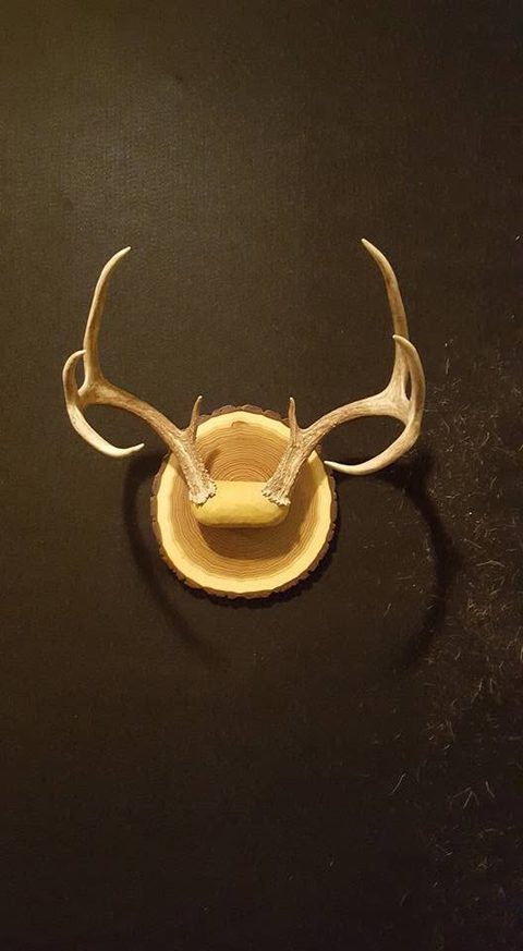 Whitetail – Antler Mount – antler taxidermy by Jason's Taxidermy