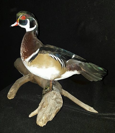 Wood Duck – Standing – waterfowl taxidermy by Jason's Taxidermy