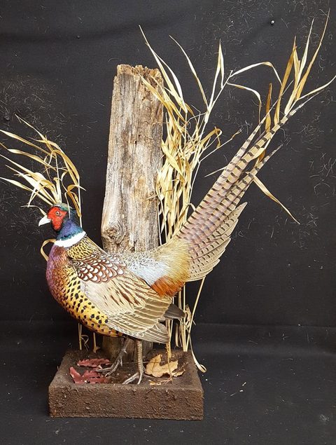 upland game bird taxidermy by Jason's Taxidermy