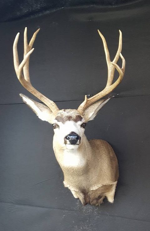 whitetail deer taxidermy by Jason's Taxidermy