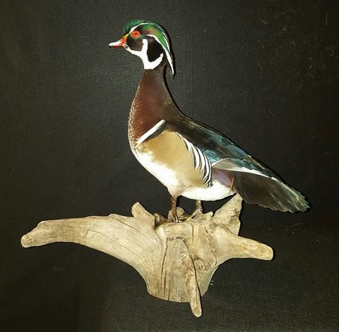Wood Duck – Standing – waterfowl taxidermy by Jason's Taxidermy