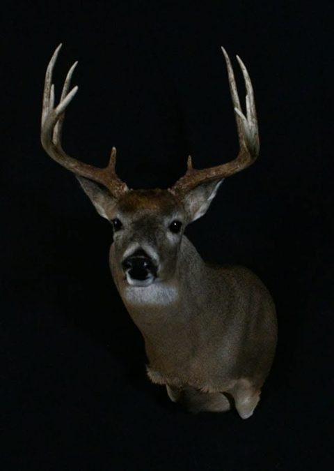 whitetail deer taxidermy by Jason's Taxidermy