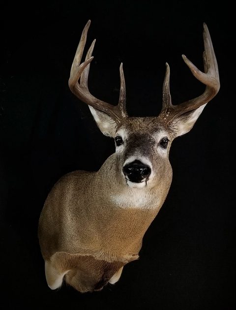 whitetail deer taxidermy by Jason's Taxidermy