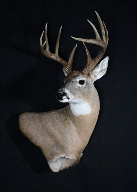 whitetail deer taxidermy by Jason's Taxidermy