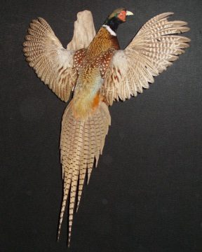 Ring-necked pheasant mount, item #41