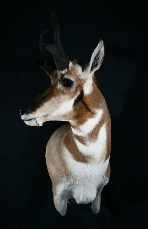 big game taxidermy by Jason's Taxidermy
