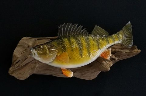 fish taxidermy by Jason's Taxidermy