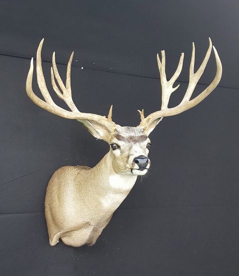 whitetail deer taxidermy by Jason's Taxidermy