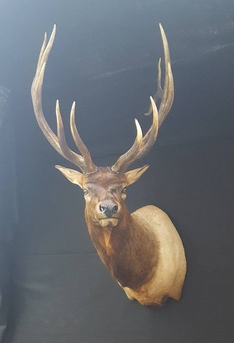 big game taxidermy by Jason's Taxidermy