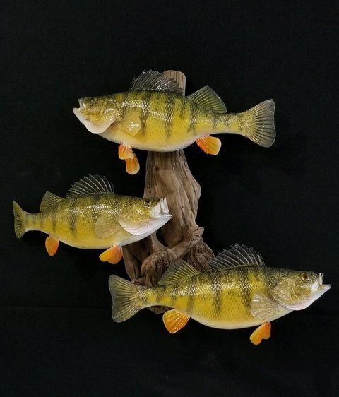 fish taxidermy by Jason's Taxidermy