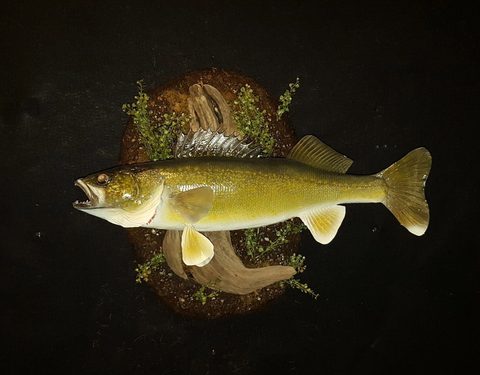fish taxidermy by Jason's Taxidermy