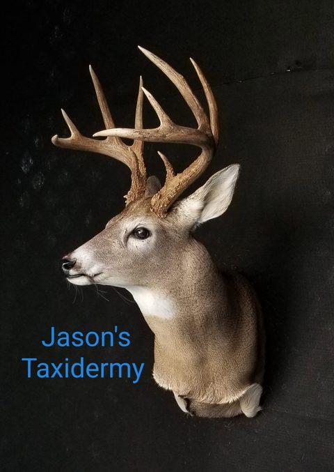 whitetail deer taxidermy by Jason's Taxidermy