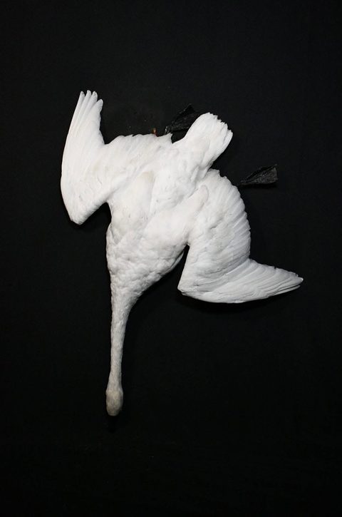 Snow Goose – Deadhang – waterfowl taxidermy by Jason's Taxidermy