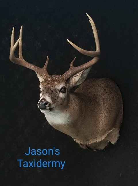 whitetail deer taxidermy by Jason's Taxidermy