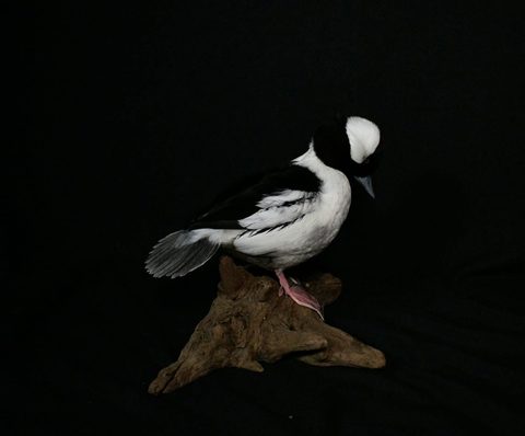 Bufflehead – Standing – waterfowl taxidermy by Jason's Taxidermy