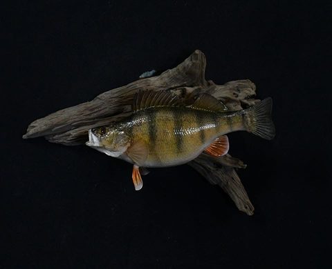 fish taxidermy by Jason's Taxidermy