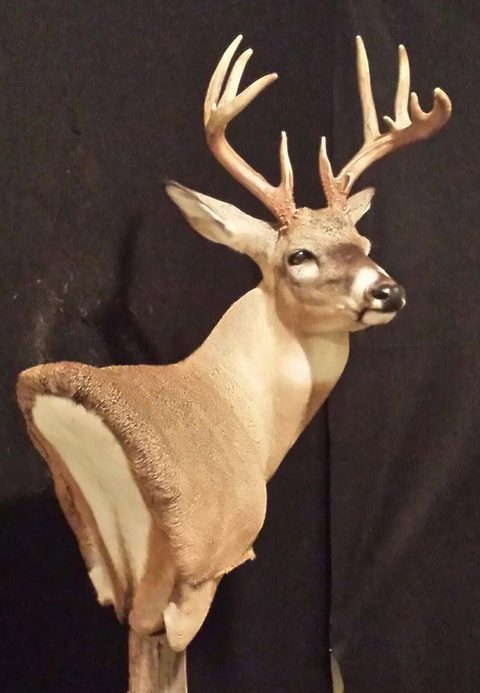 whitetail deer taxidermy by Jason's Taxidermy