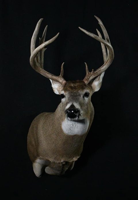 whitetail deer taxidermy by Jason's Taxidermy