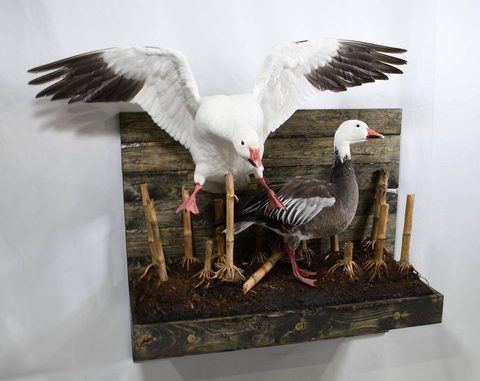 Snow & Blue Geese – Habitat Scene – waterfowl taxidermy by Jason's Taxidermy