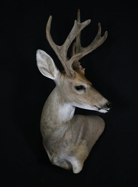whitetail deer taxidermy by Jason's Taxidermy