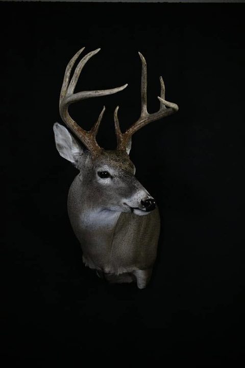 whitetail deer taxidermy by Jason's Taxidermy