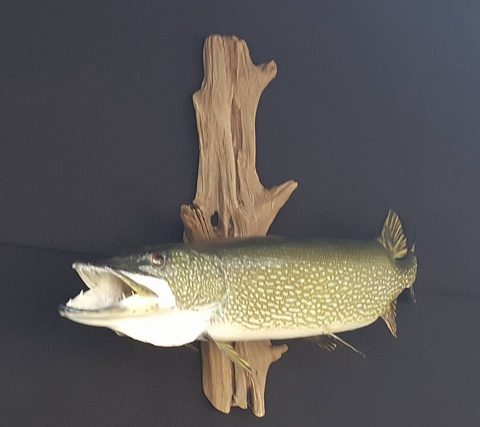 fish taxidermy by Jason's Taxidermy