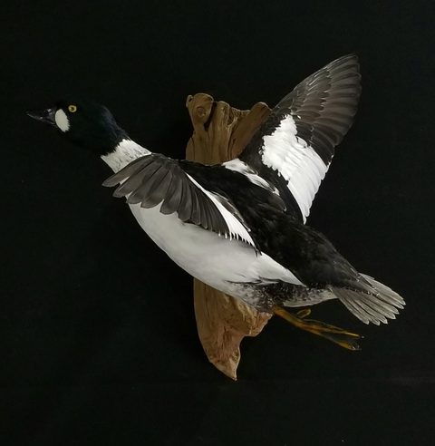 Goldeneye – Flying – waterfowl taxidermy by Jason's Taxidermy