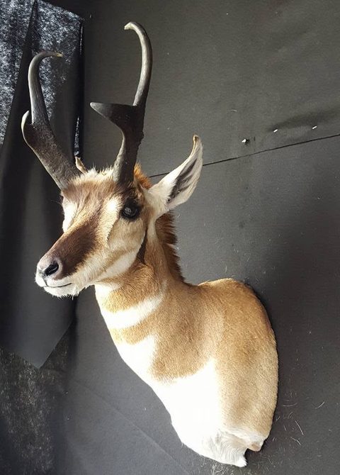 big game taxidermy by Jason's Taxidermy