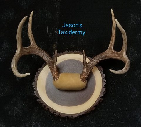Whitetail – Antler Mount – antler taxidermy by Jason's Taxidermy