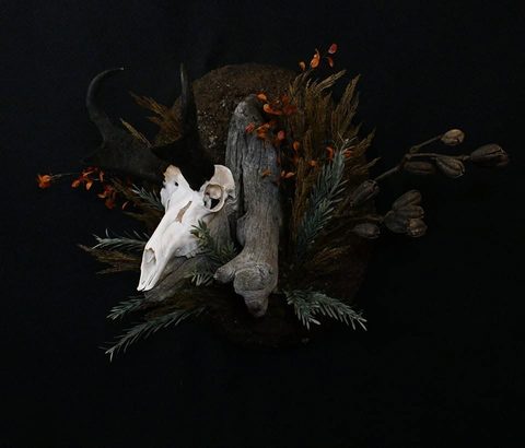 European taxidermy by Jason's Taxidermy