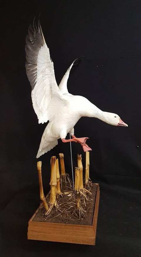 Snow Goose – Landing – waterfowl taxidermy by Jason's Taxidermy