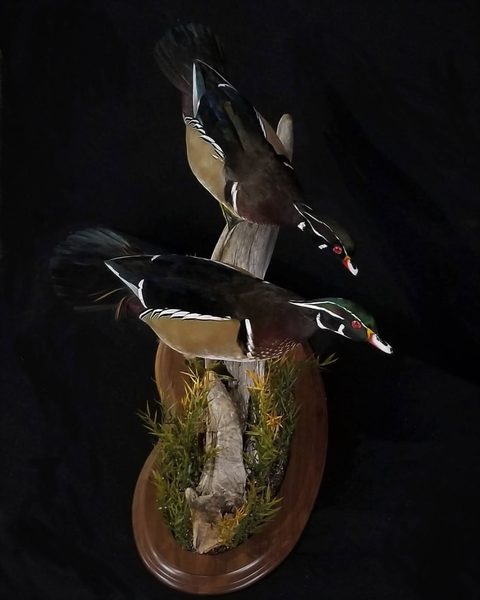 Wood Ducks – waterfowl taxidermy by Jason's Taxidermy