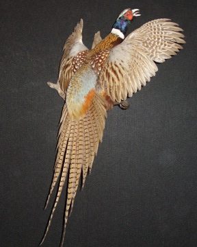 Ring-necked pheasant mount, item #46