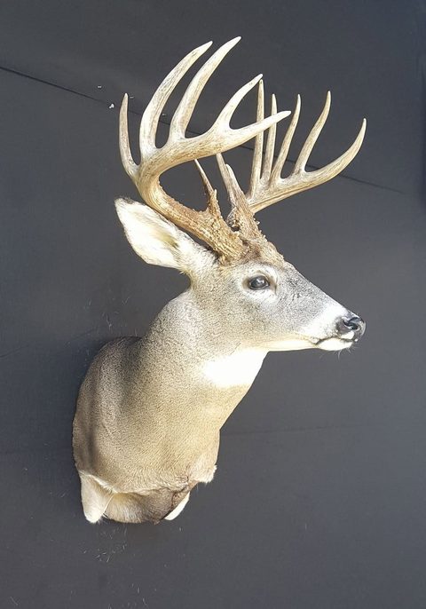 whitetail deer taxidermy by Jason's Taxidermy