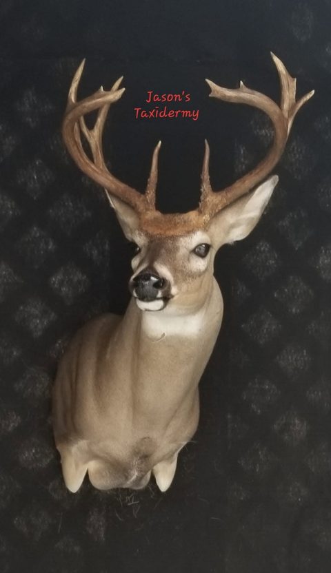 whitetail deer taxidermy by Jason's Taxidermy