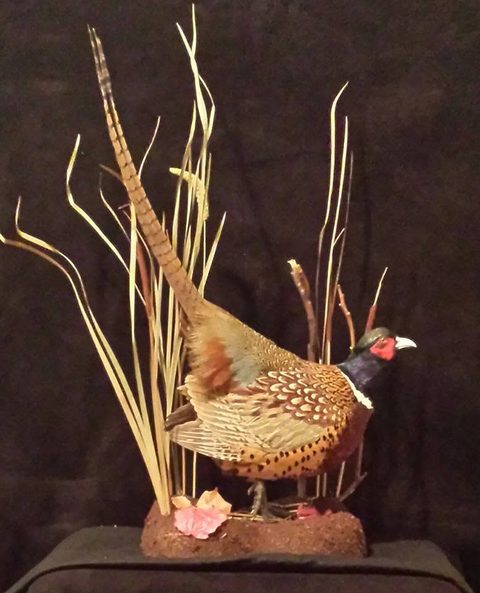 upland game bird taxidermy by Jason's Taxidermy