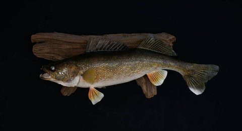 fish taxidermy by Jason's Taxidermy