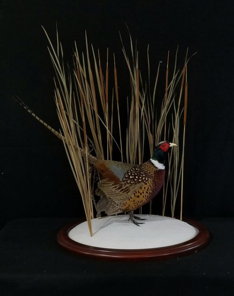 upland game bird taxidermy by Jason's Taxidermy