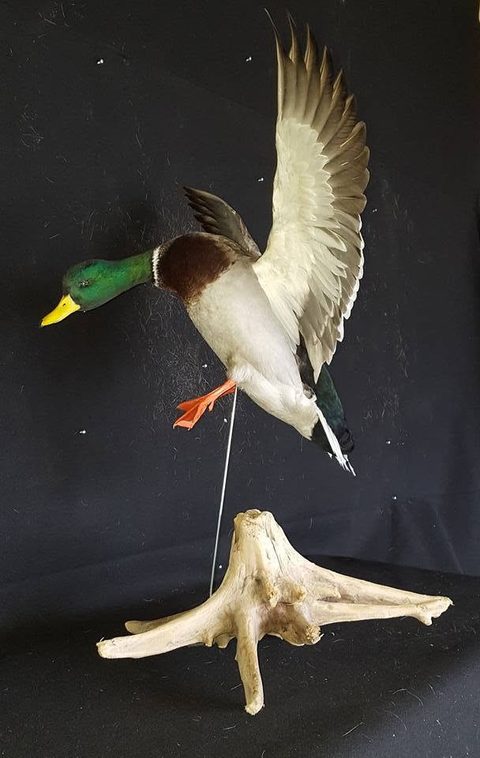 Mallard – Flying – waterfowl taxidermy by Jason's Taxidermy