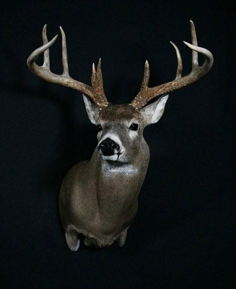whitetail deer taxidermy by Jason's Taxidermy