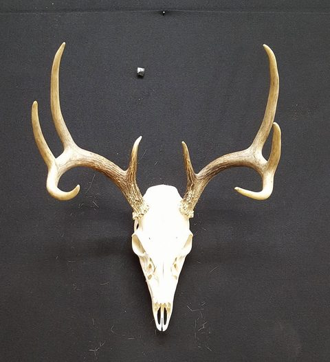 European taxidermy by Jason's Taxidermy