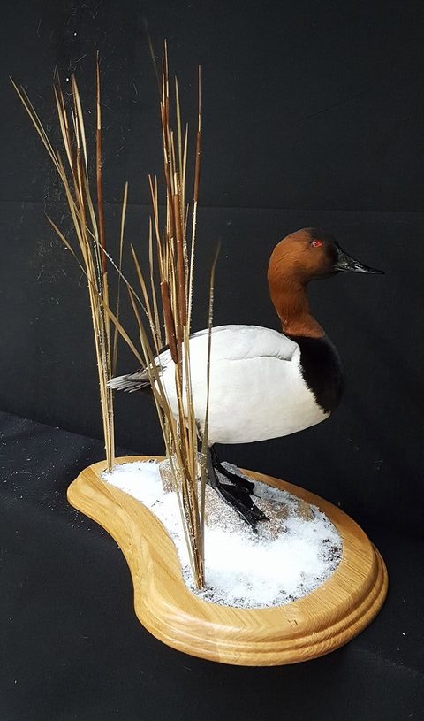 Canvasback – Standing – waterfowl taxidermy by Jason's Taxidermy