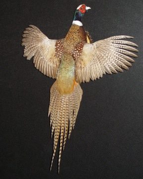 Ring-necked pheasant mount, item #47