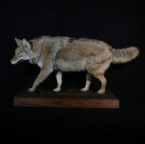 furbearer taxidermy by Jason's Taxidermy