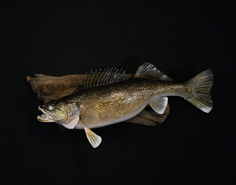 fish taxidermy by Jason's Taxidermy