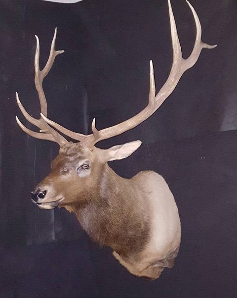 big game taxidermy by Jason's Taxidermy