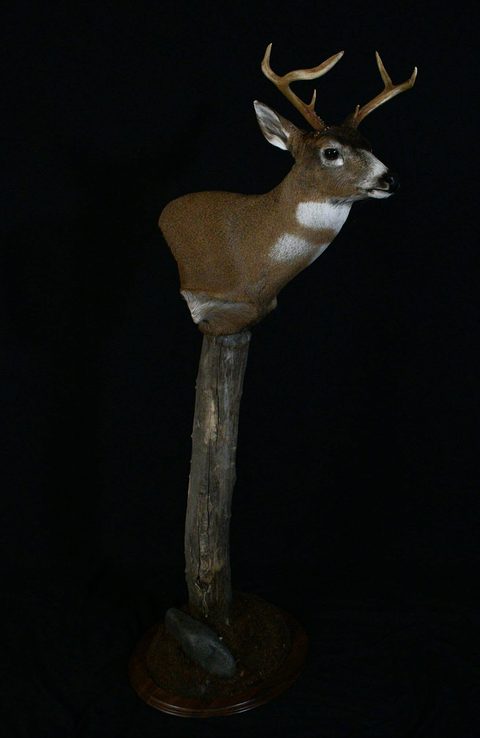 whitetail deer taxidermy by Jason's Taxidermy