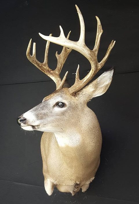 whitetail deer taxidermy by Jason's Taxidermy