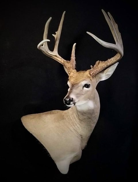 whitetail deer taxidermy by Jason's Taxidermy