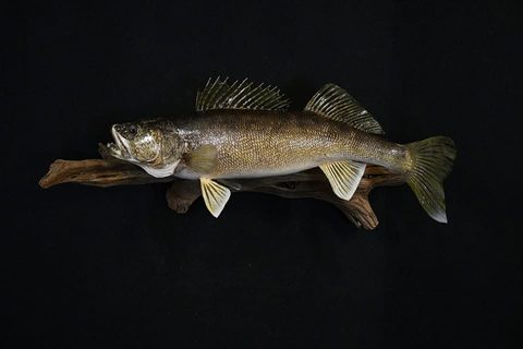 fish taxidermy by Jason's Taxidermy